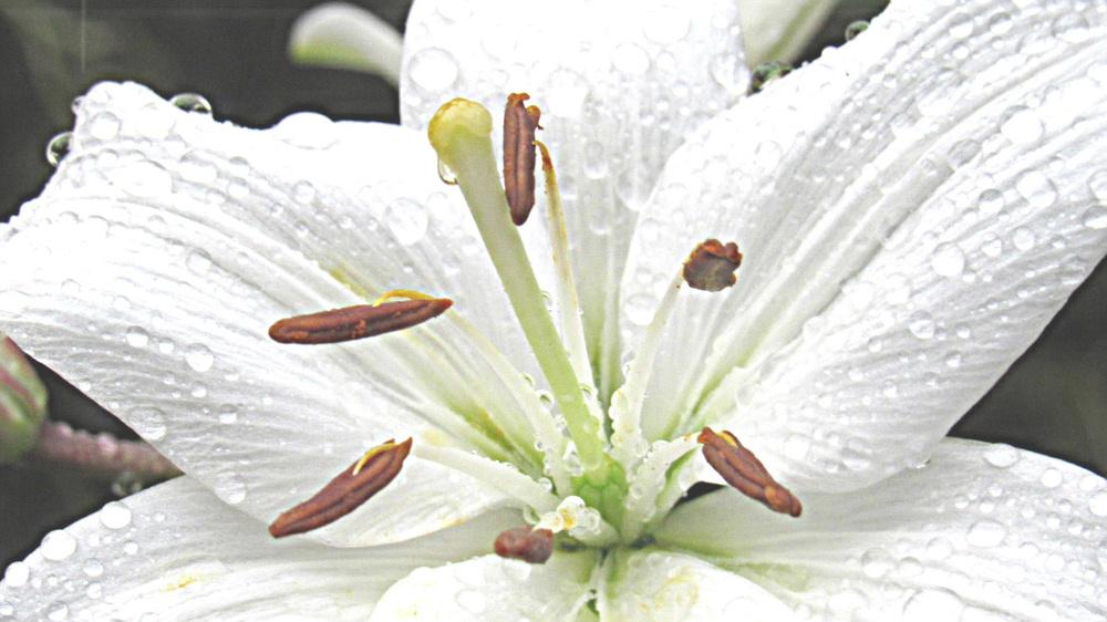 梅雨時の花といえば「ユリ」でしょうか 我が家の鉢植えの「ユリ」が咲いています 肥料が足りないせいか花も草丈小さく貧弱です それに比べ先日の写真展で見事に咲いたに「山ユリ」がまさに生きているかのように撮られていました ボタニカルアートの絵のような写真です 雨空の下で清楚にさくユリの花にも思い出があります 初めての孫が保育園のゆり組だったのです そんな孫もすっかり大きくなりもう相手にしてもらえなくなりました でもゆりの花の思い出はかわりません