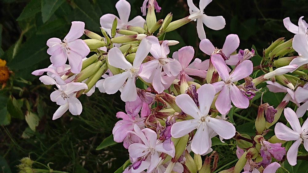 白やピンクの5枚の花びらを持つ「サボンソウ」でしょうか 花には香りがあり丈夫で繁殖力も旺盛でどんどん増えていく植物だそうです サボンソウは、ヨーロッパ原産のナデシコ科サボンソウ属の多年草で 葉や根に含まれるサポニンが泡立つためかつて石けん代わりに用いられていた植物で ヨーロッパでは現在の石鹸ができるまで煮出しした液体を天然の石鹸として使っていたとか 石鹸のことをシャボンと呼んでおり「シャボンソウ」ともいわれているようです
