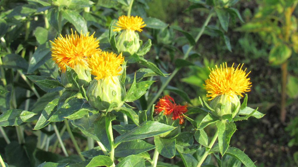 山形県の花「ベニバナ」のイベントが白鷹町や河北町で行われているとニュース放映されていました　一般家庭の庭や畑にも植栽され今ちょうど黄色の花が庭や畑を彩っています　黄色から終わりに近い頃は赤くなってきます「ベニバナ」を摘み　干してベニバナ色の染料をつくりますが　黄色から赤そして染めた布の鮮やかなピンクからオレンジ、かつては口紅として女性を彩った「ベニバナ」は山形県の歴史を記す貴重な植物です　トゲもあり花としては決して目立つ花ではありませんが山形県の花として後世に伝えていかなければならないものの一つでは