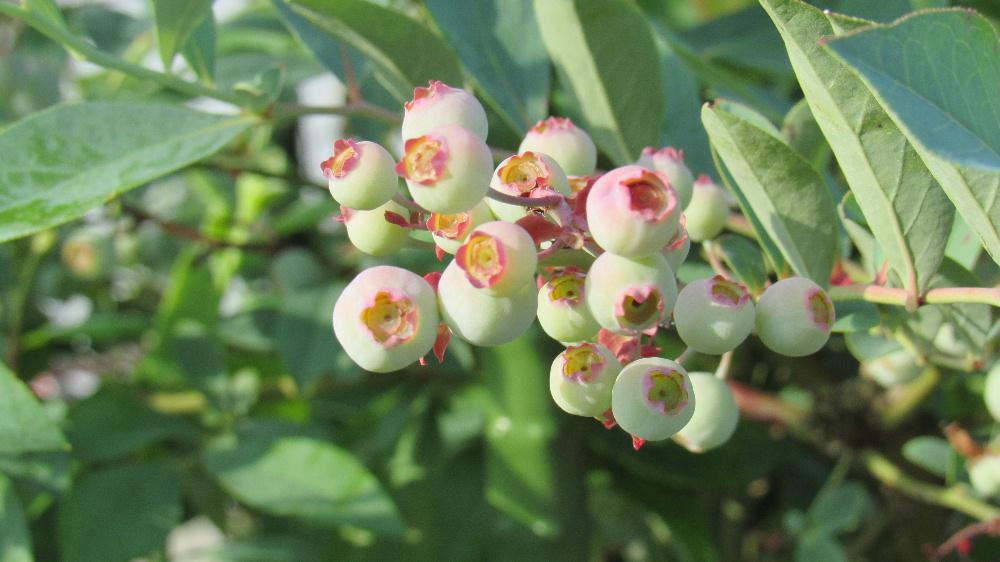 秋に美しく紅葉する葉とブドウの実のように濃い紫色の実をもつ夏の「ブルーベリー」の実をみつけました 英名のブルーは果実の青紫色に由来し ベリーは「小さな実」の意味だそうです 春にはドウタンツツジに似た白またはピンク系の釣り鐘状の花を咲かせ花が終わると実をつけますがこれがその実です 秋が楽しみな夏の「ブルーベリー」です