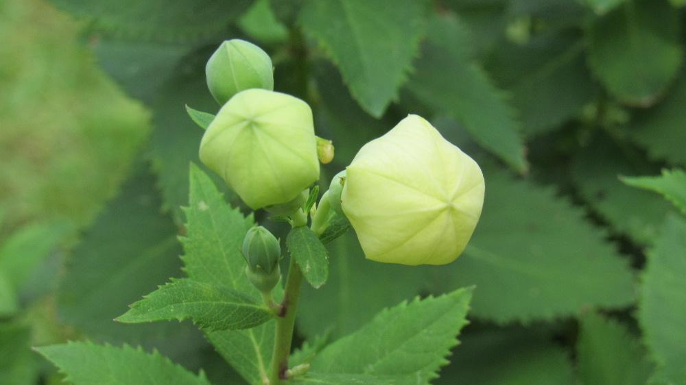 風船のようにふくらんだ蕾が付き そのつぼみが開いて真っ白な花を咲かせている「キキョウ」が蒸し暑い季節を少し和らいでくれるようにたくさん花をつけています 鉢植えで何も手入れもしないのですが毎年咲かせてくれています 秋の季語で秋の七草の一つですが梅雨の頃から咲き始め初秋の9月頃まで長く咲いている花です