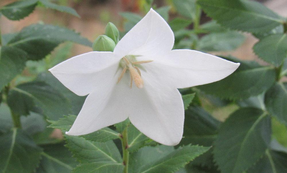 風船のようにふくらんだ蕾が付き そのつぼみが開いて真っ白な花を咲かせている「キキョウ」が蒸し暑い季節を少し和らいでくれるようにたくさん花をつけています 鉢植えで何も手入れもしないのですが毎年咲かせてくれています 秋の季語で秋の七草の一つですが梅雨の頃から咲き始め初秋の9月頃まで長く咲いている花です