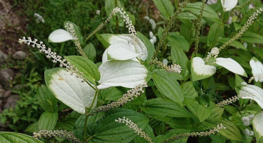 翠の葉に白いペンキをぬったような「ハンゲショウ」が花をつけています 葉の半分ほどが白くなるので「半化粧」とか「半夏生」とか あるいは「片白草(かたしろぐさ)」と呼ばれているそうです 虫媒花ということで虫を誘う必要があるので白く目立つように進化しのではとの解説もありました 花真っ盛りですが真夏になると白い部分が色落ちして緑に戻るんだそうです 不思議な植物ですね