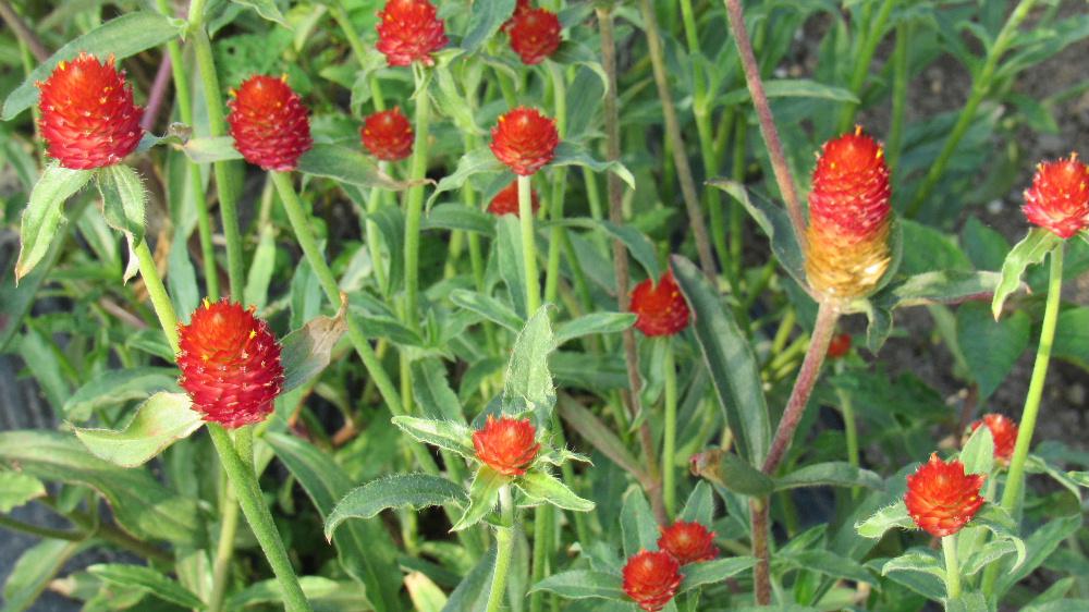 「センニチコウ」別名「千日草」が花壇一面に咲いていました　夏の暑さや乾燥にも比較的強く栽培しやすい草花だそうです　見ている部分は苞で　紅 白 紫 朱色 樺色 ピンクと多様な色の花が暑い夏の花壇を彩ってくれるようです　特に朱色は鮮やかです　花壇に隙間があれば植えて暑い夏も花を楽しめそうです　でもどんな花でも一面に群生しているのがきれいですねえ