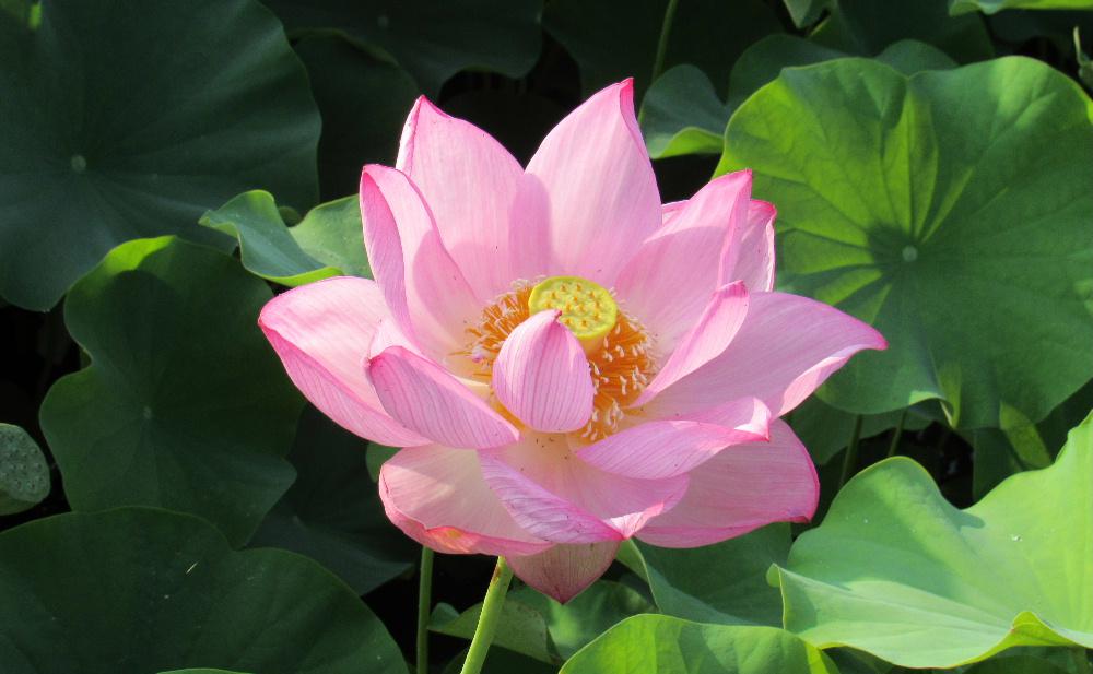 花公園の池に「ハス」の花が咲き始めたとテレビのニュースで知り朝食前に出かけました 鮮やかなピンクの花がたくさん咲いていました「ハス」の花が咲き終わるとハスの実をつけますが この花托の形が鉢の巣に見立てて我が国での古い名前が「はちす」と呼ばれていたと言われ「ハス」はそこから来たとされています 約1億4000万年前から存在している古い花で「水芙蓉」もしくは単に「芙蓉」「池見草」「水の花」など異称もあるようです わが国では仏教と深いつながりのある花で仏事に出てくる花ですね