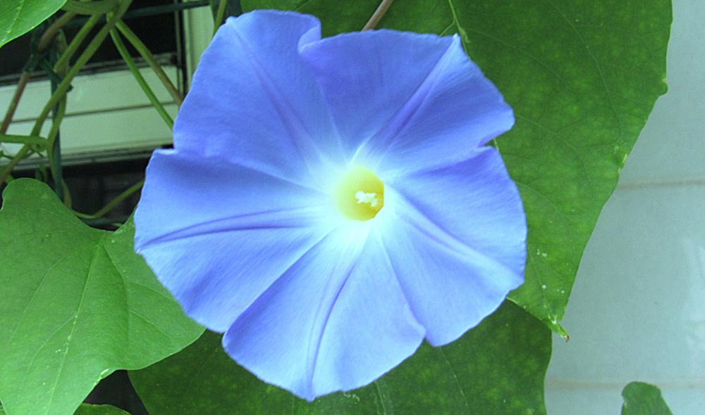 今年初めての「セイヨウアサガオ」が一輪さきました 昨年採取した種を植え育てた「セイヨウアサガオ」です これからどんどん暑くなりそうで夏が来たとうれしく(?)なりました これからどんどんと咲いてくれるのでしょうか 小学生のアサガオ観察日記のようです