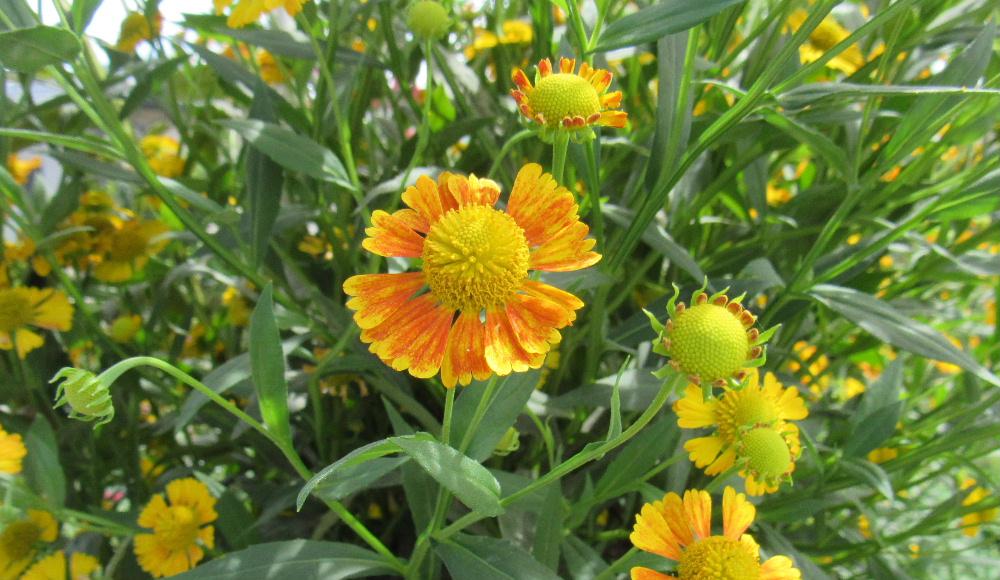 米沢市関興庵というお寺の境内に 菊に似たオレンジ色の花がたくさん咲いていました 花心が盛り上がったユニークな花の「ヘリ二ウム」でしょうか 夏に咲く花にはヒマワリなど黄色やオレンジ系の花が多くありますが「ヘリ二ウム」もその一つです 花心が盛り上がっていることから「ダンゴギク」という和名つけられています 暑さや寒さに強く痩せている土地でも育つ丈夫な性質だそうです 初めてみましたがお寺の境内を明るく彩っていました