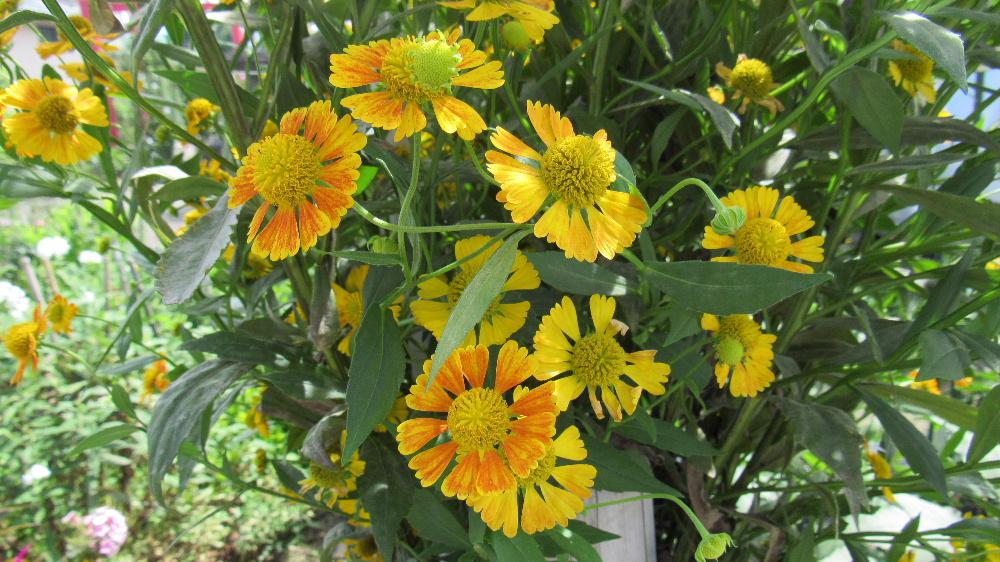 米沢市関興庵というお寺の境内に 菊に似たオレンジ色の花がたくさん咲いていました 花心が盛り上がったユニークな花の「ヘリ二ウム」でしょうか 夏に咲く花にはヒマワリなど黄色やオレンジ系の花が多くありますが「ヘリ二ウム」もその一つです 花心が盛り上がっていることから「ダンゴギク」という和名つけられています 暑さや寒さに強く痩せている土地でも育つ丈夫な性質だそうです 初めてみましたがお寺の境内を明るく彩っていました