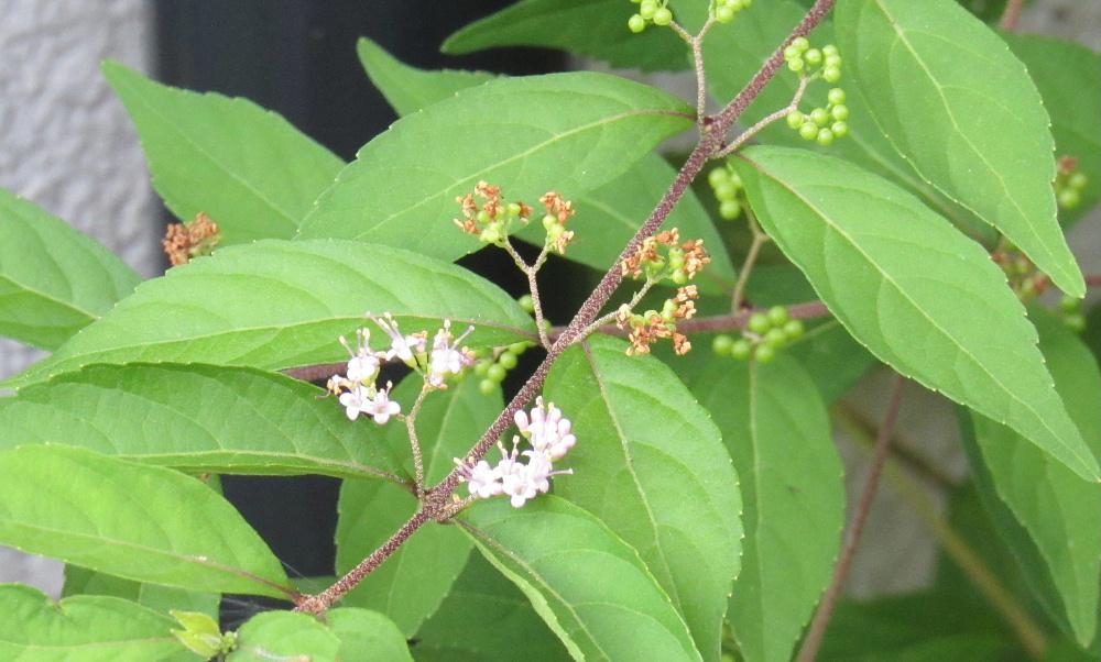 平安時代の作家紫式部にちなんで名づけられた庭の「コムラサキ」が小さな花をつけています　庭木としてよく植栽されている花木です　花には１本のめしべと４本のおしべが花先から突き出ていて自分で受粉するのでどこでも実をつけてくれるそうです　秋には３ミリほどの鮮やかな紫色の実をならせ楽しませてくれます「ムラサキシキブ」と「コムラサキ」は見分けが難しいのですが