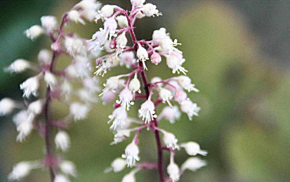 重なるように密に茂っている葉の間から茎を伸ばし小さな白い花が茎に連なるように「ヒューケラ」が咲いています 常緑性で1年中同じ草姿を保ち緑から赤紫に変わり冬になっても枯れることがありません ほとんど手をかけることもなく時々水を遣りたまに肥料を一つまみ与える程度で葉も花も楽しめる草花です 日陰でも育ちますので 決して派手ではありませんがどこに置いても育ってくれる重宝する草花です