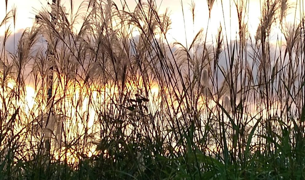 昨日の夕方は久しぶりの夕焼けでした 夕日を受けたススキの穂 散歩の途中での吉野川の土手の工事現場のシェルエット どれもが秋を感じさせる風景となりました 今年は朝日の上る風家や夕焼けを撮る機会があまりありません 秋晴れのさわやかな天候が恋しいです