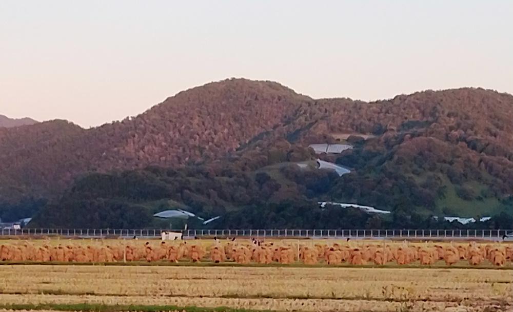久しぶりの晴天が続き鮮やかな夕焼けを拝むことができました 黄金の田んぼが夕日照らされて一段と輝いてみえました 黄金の国ジパングという言葉を思い浮かばせるような風景に思わずシャッターをきりました さらに夕日に照らされた東側の山も赤くそまり稲刈りの終わった田んぼには刈り取った稲が杭掛けされて干され秋の風景を描いてくれていました 秋本番の風景です