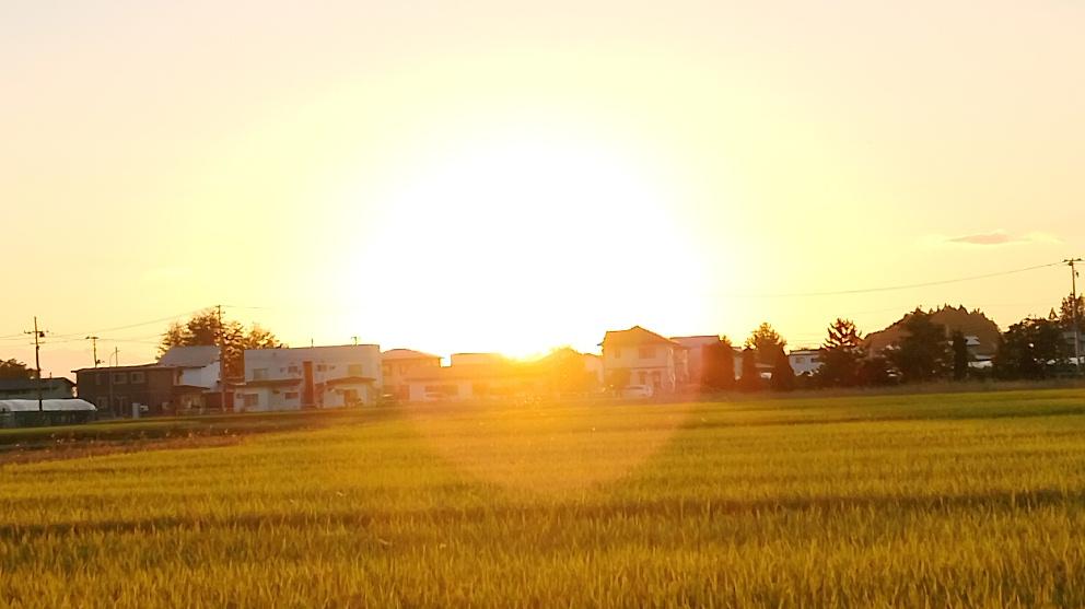 久しぶりの晴天が続き鮮やかな夕焼けを拝むことができました 黄金の田んぼが夕日照らされて一段と輝いてみえました 黄金の国ジパングという言葉を思い浮かばせるような風景に思わずシャッターをきりました さらに夕日に照らされた東側の山も赤くそまり稲刈りの終わった田んぼには刈り取った稲が杭掛けされて干され秋の風景を描いてくれていました 秋本番の風景です
