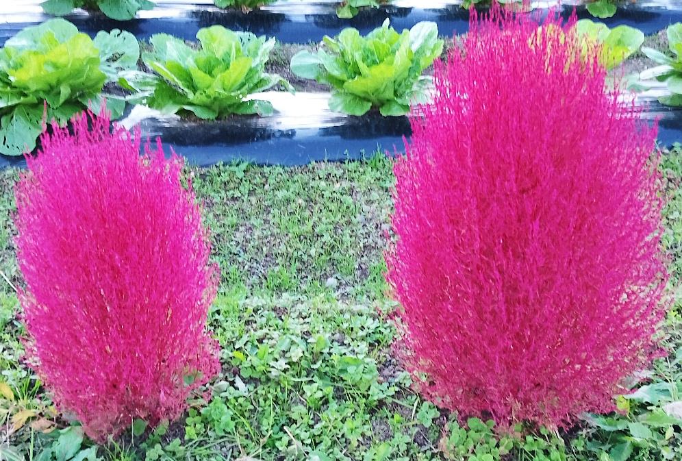 例年になく雨の多い秋で作物や草花の生育が十分でなく 秋が深まると真っ赤に色づく「コキア」はまだ緑色です ようやく秋らしい天候となり散歩途中に畑の中で見つけた「コキア」が赤く色づき始めていました 日当たりのよい畑で十分ではないにしてもしっかりと陽があたっていたのでしょうか これから次々と周りの「コキア」も色づいてくるのでしょうか