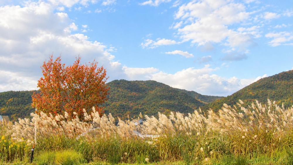 一気に涼しくなり紅葉も進んでいます 道ばたのススキの穂が風になびいて太陽を浴びて輝いています 土手の木も赤く色づいてきました 秋がどんどん深まっています ニュースで初冠雪の便りも聞こえてきました 秋から冬へのバトンタッチが始まっています
