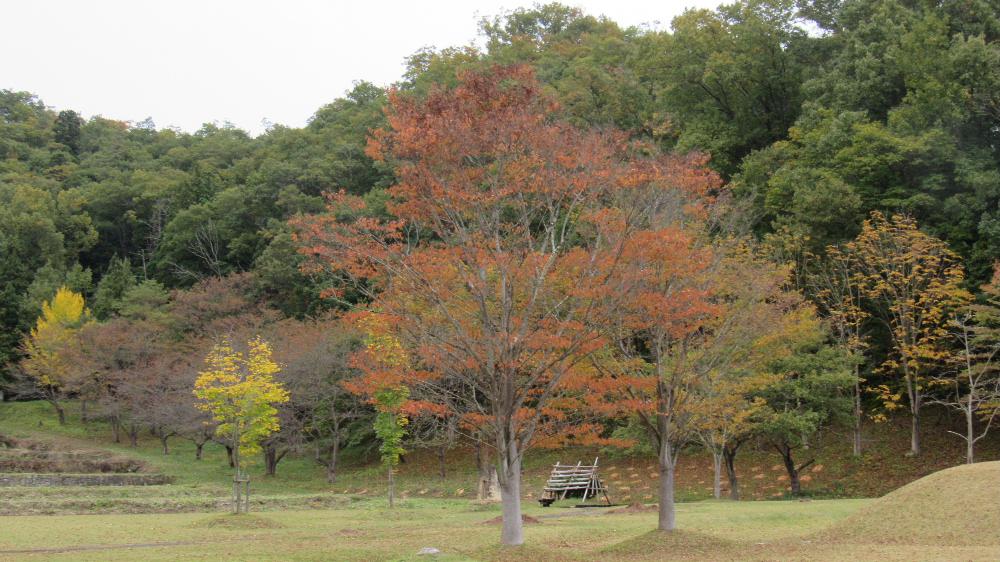 今日は10月最後の1日です 寒くなって紅葉も進んでいます 鮮やかな紅葉が目に入ってきました 思わず車を止めて写真を撮りました あまり天候がすぐれずいまいちの紅葉ですが今日の写真はきれいです