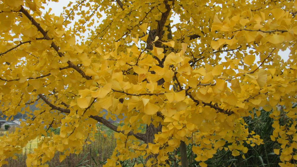 今日は10月最後の1日です 寒くなって紅葉も進んでいます 鮮やかな紅葉が目に入ってきました 思わず車を止めて写真を撮りました あまり天候がすぐれずいまいちの紅葉ですが今日の写真はきれいです