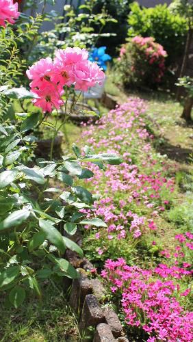 庭の５種類のピンクの花々