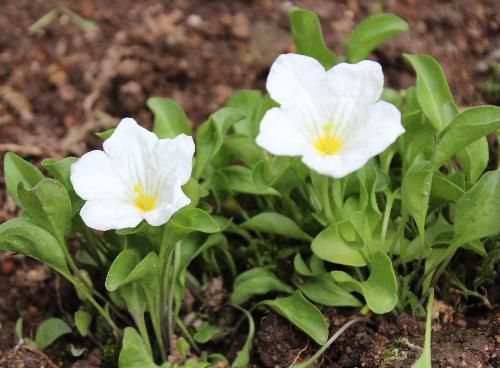 誰かこの花の名前を教えて  ようやくわかりました銀の杯のように見える花から「ギンパイソウ」
