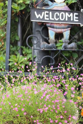 とっても小さなかわいい花　カスミソウ