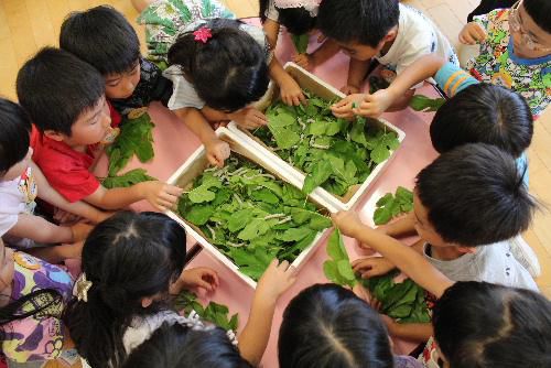 子ども達の花が咲きました