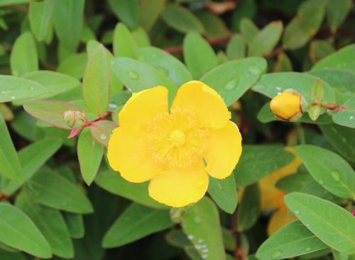 道路そばの生け垣に黄色の花が咲いています