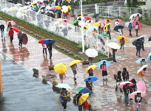 梅雨です。傘の花が開きました。とある小学校の１０数年前の登校風景です。