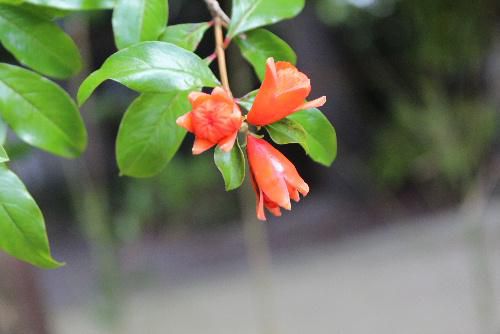 幼い頃に食べた酸っぱい実になるザクロの花