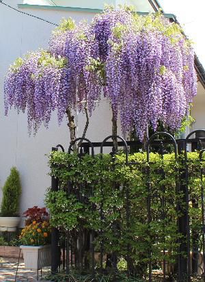フジ棚の鳩の巣でヒナが誕生　５月に数百個のフジの花が咲いていたフジ棚がこんもりと葉に覆われて