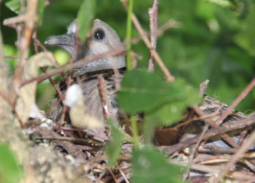 大きくなりました　藤棚の鳩の巣に育つ　ハトの成長記録