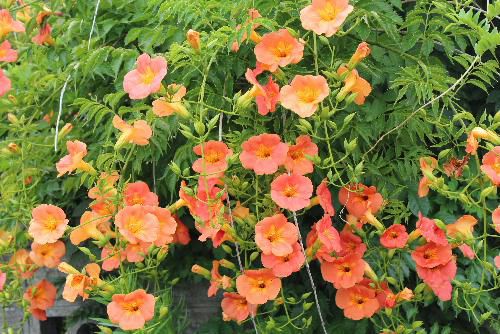 夏の風景　町のあちこちに咲く鮮やかなオレンジ色のノウゼンカズラ
