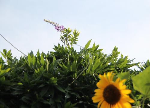 暑い～　　夏のヒマワリとなぜかフジの花