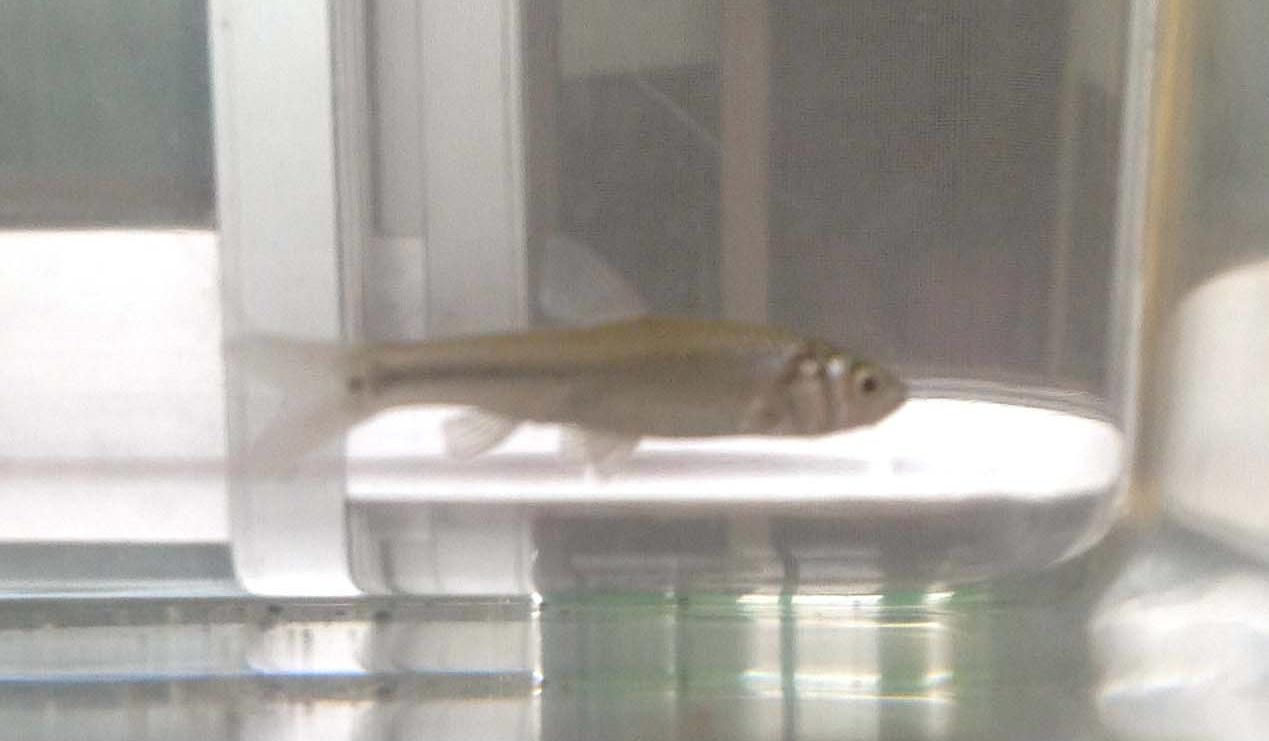 久しぶりの雨に生き物が息を吹き返した　裏のどぶ川にはオイワカやザリガニも生息