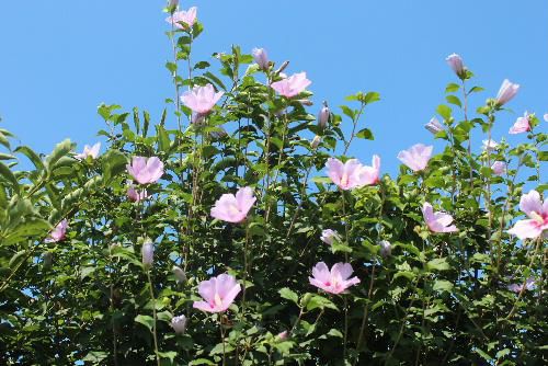 涼しくなりました　晩夏　庭々に咲くムクゲ
