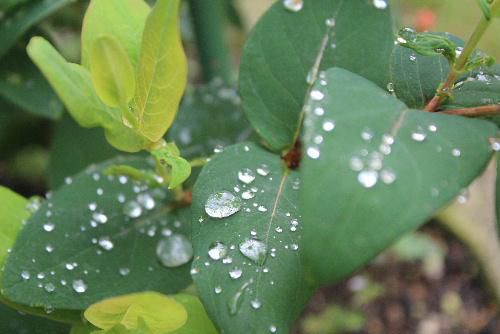 水滴ダイヤモンド　今日も雨が降っています