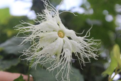 真っ白な花　花びらからのびる白くて長い毛　とっても素敵な花の名はカラスの好物の実をつける「カラスウリ」の花
