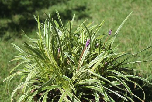 細長い葉の間から小さな淡紫色の穂状（すいじょう）の花ヤブランが目立たずに咲いています