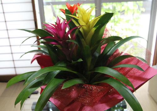 とてもステキな花をいただきました　何という花でしょうか？　わかりました「グズマニア」です