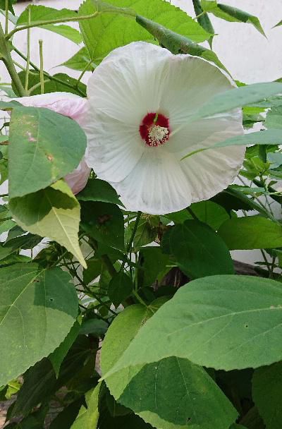 珍蔵寺でみつけました アメリカフヨウと？