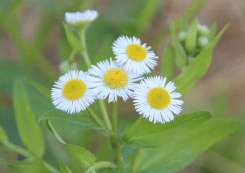 道端などどこにでも咲白い小さなくヒメジオン（姫女苑）　北米原産の帰化植物