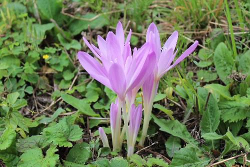 葉が出る前に花を咲かせるコルチカム　別名イヌサフラン　薄紫の可憐な花 葉は毒があるって知ってた？