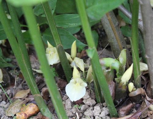 美味しい季節の野菜　ミョウガの花を見たことがありますか