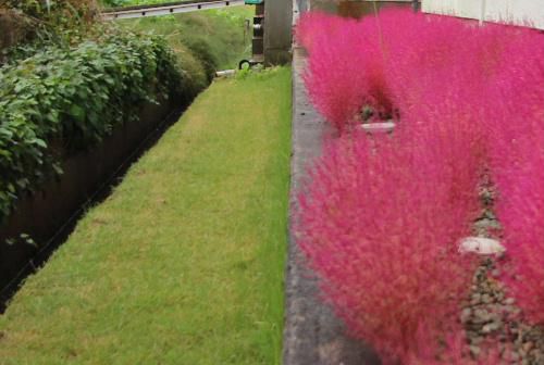 最低気温が１０度をわった。超大型の台風がやってくる。我が家の裏の軒下のコキアが赤くなってきた。倒れなければいいが。