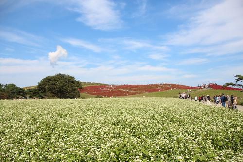 我が家のコキアに魅せられて　茨城県のひたち海浜公園にコキアの撮影に　感動コキアの紅葉