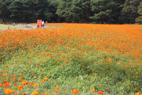 秋真っ盛り　鮮やかなオレンジ色のキバナコスモス（ディアボロ）が一面に咲き乱れる