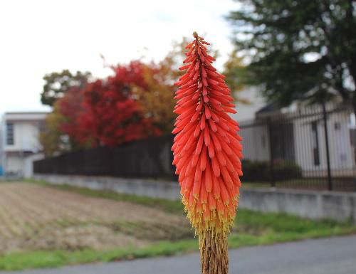紅葉の中に鮮やかなオレンジのトリトマ