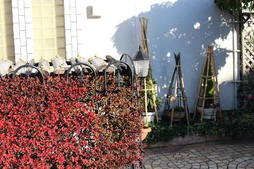 小春日和　冬支度の雪囲い　まだドウタンが赤くなりきらないのに囲われて