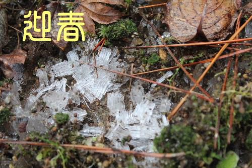 穏やかに正月3日　雪のない日が続いています　正月には珍しく霜柱が　何かいいことがあるのでは？