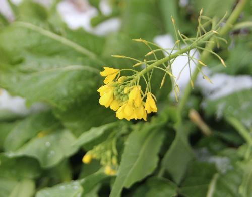 雪の中で菜の花が咲いています　真冬なのに