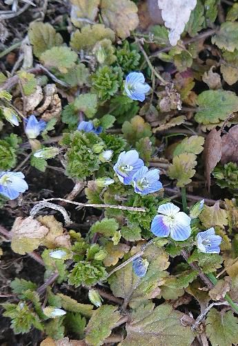 道路わきに小さな紫色の花がたくさん咲いている　オオイヌノフグリである